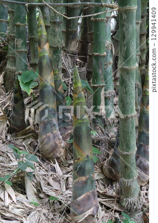 bamboo stock on farm for sell bamboo stock on farm for sell 129941409