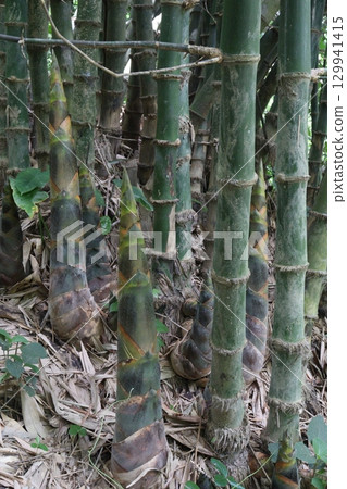 bamboo stock on farm for sell 129941415