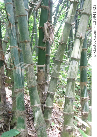 bamboo stock on farm for sell 129941422