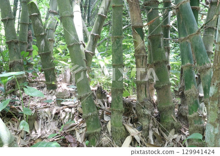 bamboo stock on farm for sell 129941424