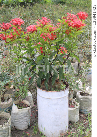 Chinese ixora flower plant on farm 129941425