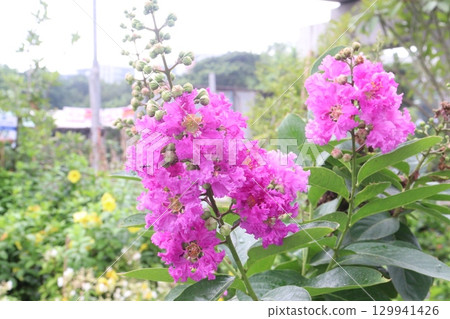 crape myrtle flower plant on farm 129941426