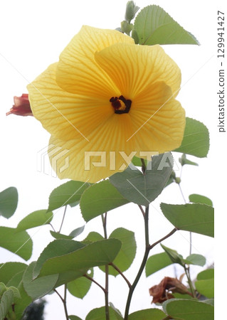 hibiscus tiliaceus flower plant on farm 129941427