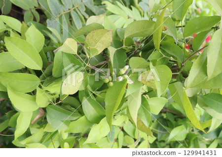 Combretum indicum flower tree plant on garden Combretum indicum flower tree plant on garden 129941431