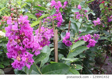 crape myrtle flower plant on farm crape myrtle flower plant on farm 129941432