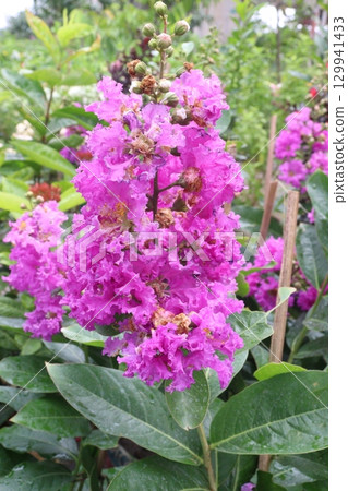 crape myrtle flower plant on farm 129941433