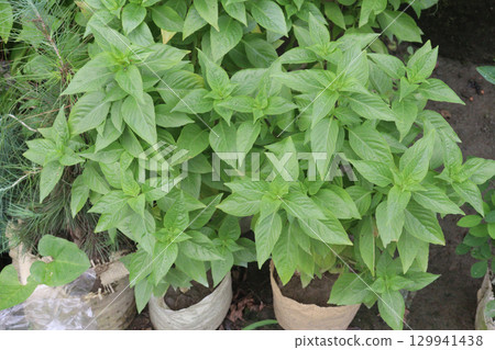 Lemon basil plant on farm Lemon basil plant on farm 129941438