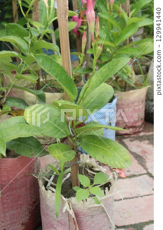 brazilian jasmine flower plant on nursery brazilian jasmine flower plant on nursery 129941440