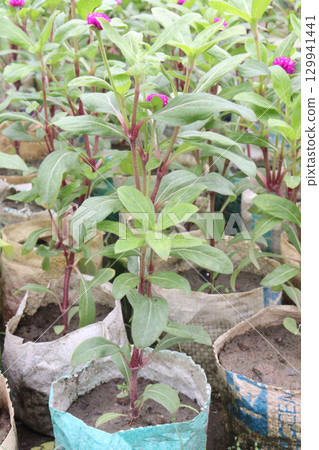 Globe amaranth flower plant on nursery 129941441