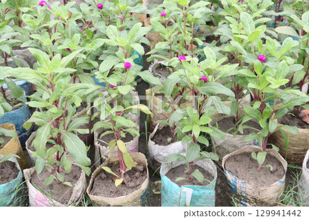 Globe amaranth flower plant on nursery 129941442