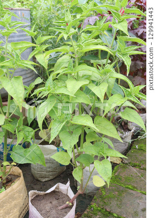 mirabilis jalapa Flower With Green tree mirabilis jalapa Flower With Green tree 129941443