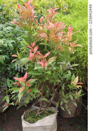 Eugenia leaf plant on nursery 129941444