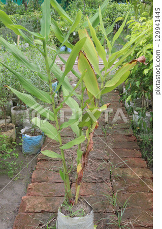 Hedychium coronarium plant on farm 129941445