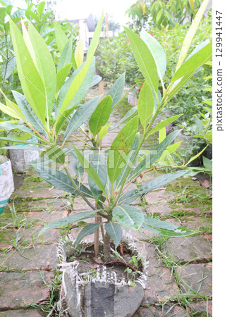 Elaeocarpus hainanensis flower plant on nursery Elaeocarpus hainanensis flower plant on nursery 129941447