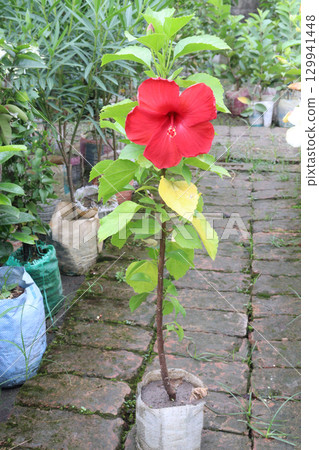 Shoeblackplant flower plant on nursery 129941448