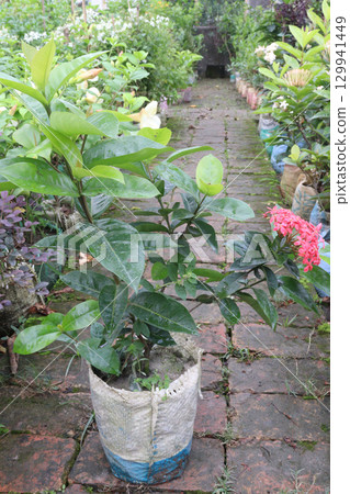 Chinese ixora flower plant on farm 129941449