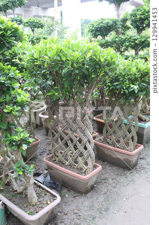 Ficus microcarpa tree plant on farm 129941453