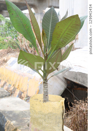 frangipani flower plant on farm 129941454