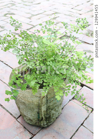 adiantum capillus veneris leaf plant on bag 129941455
