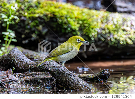 White-eye came to the water White-eye came to the water 129941564