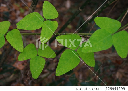 攀緣多年生野豆 豆科 3 攀緣多年生野豆 豆科 3 129941599