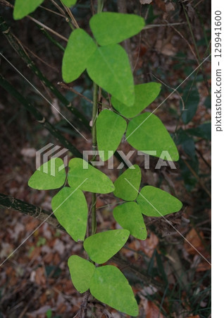 攀緣多年生野豆 豆科 2 129941600