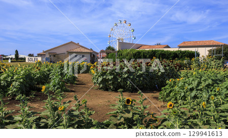 Summer at Soleil Hill, Yokosuka, Kanagawa Prefecture 129941613