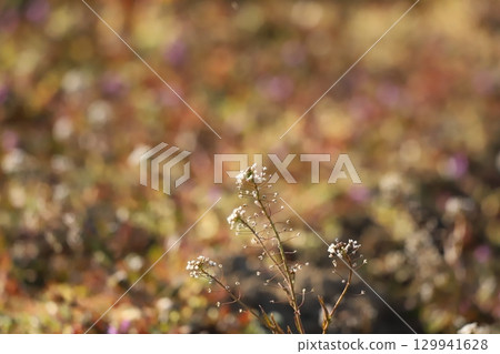 一側亨比特 129941628