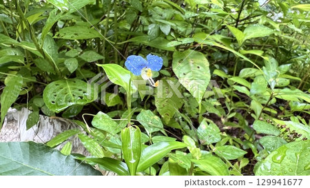 別墅區的鴨跖草被雨水浸透 別墅區的鴨跖草被雨水浸透 129941677