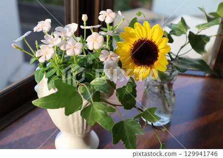 佈置花園花卉、馬達加斯加玫瑰和向日葵 佈置花園花卉、馬達加斯加玫瑰和向日葵 129941746