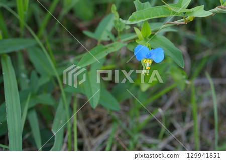 Flower of tunita Flower of tunita 129941851