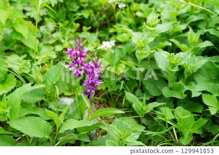 Hakusan Chidori Hakusan Chidori 129941853