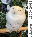 Smiling fluffy snowy owl 129942062