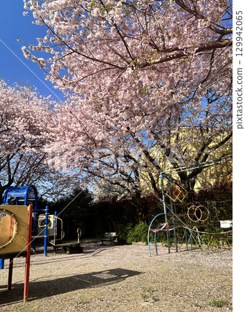 Deserted rural park with cherry blossoms 129942065