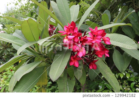 frangipani flower plant on farm frangipani flower plant on farm 129942182
