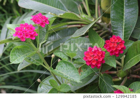 Lantana camara flower on tree 129942185