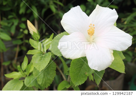 Shoeblackplant flower plant on nursery 129942187