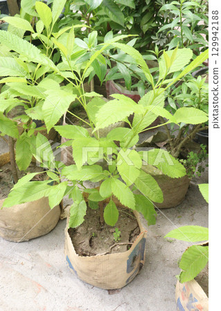 Tecomaria capensis flower plant on nursery 129942188
