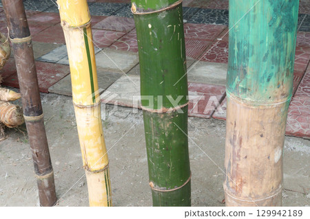 bamboo stock on farm for sell 129942189