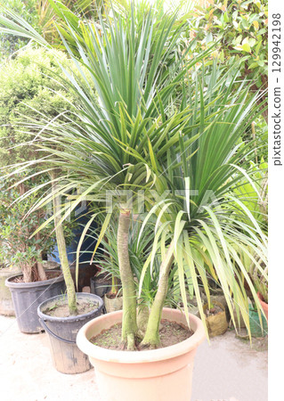 Dracaena draco leaf ornamental plant Dracaena draco leaf ornamental plant 129942198