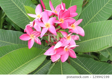 frangipani flower plant on farm frangipani flower plant on farm 129942199