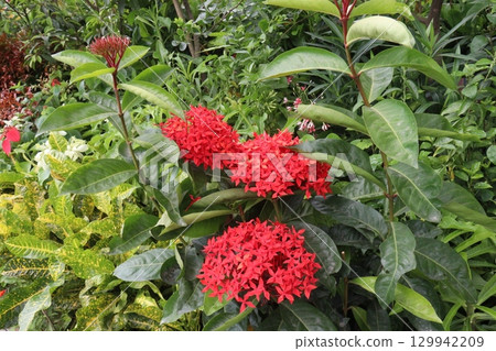 Chinese ixora flower plant on farm 129942209