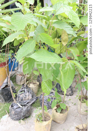 Burflower tree on farm for sell 129942215