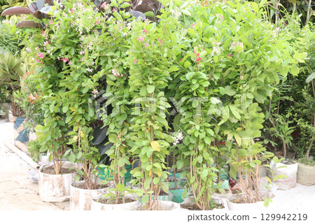 Combretum indicum flower tree plant on garden Combretum indicum flower tree plant on garden 129942219