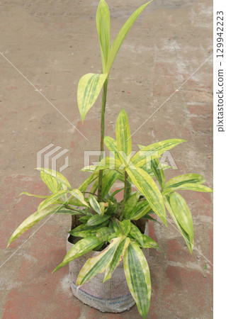 Dracaena Golden Milky leaf plant on farm 129942223