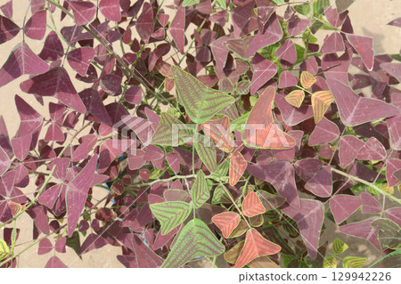 Christia vespertilionis, also known as butterfly wing leaf plant 129942226