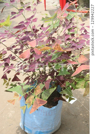 Christia vespertilionis, also known as butterfly wing leaf plant 129942227