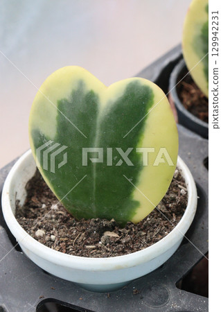 Hoya Kerrii Variegata leaf plant on hanging pot in farm 129942231