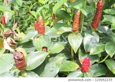 Costus spicatus flower plant on jungle 129942235
