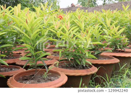 Chinese ixora flower plant on farm 129942240
